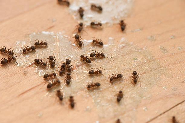 Best Pest Inspection Near Me  in Pitman, NJ